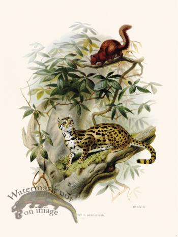 Elliot Cat 22 Cartoon Button